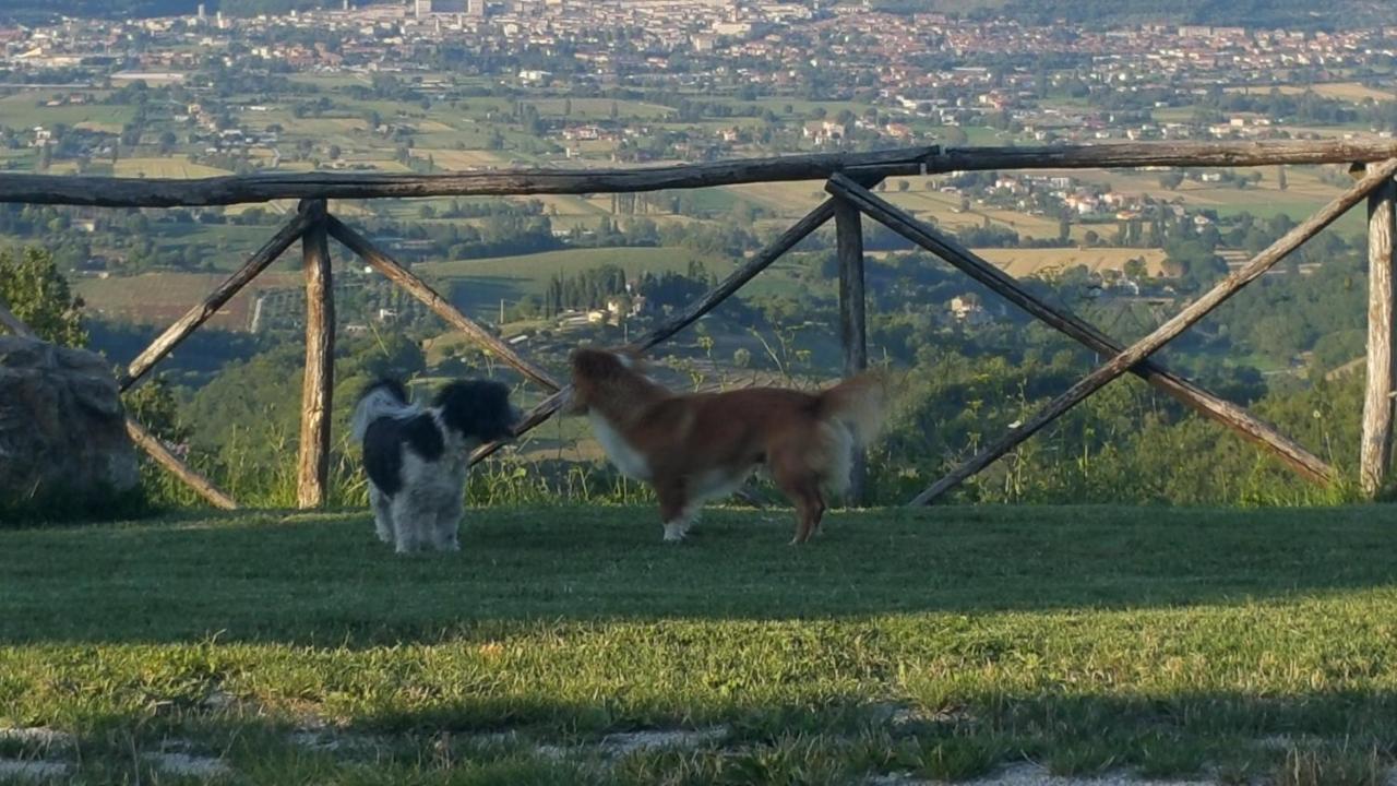Agriturismo Countryhouse Le Giare 古比奥 外观 照片